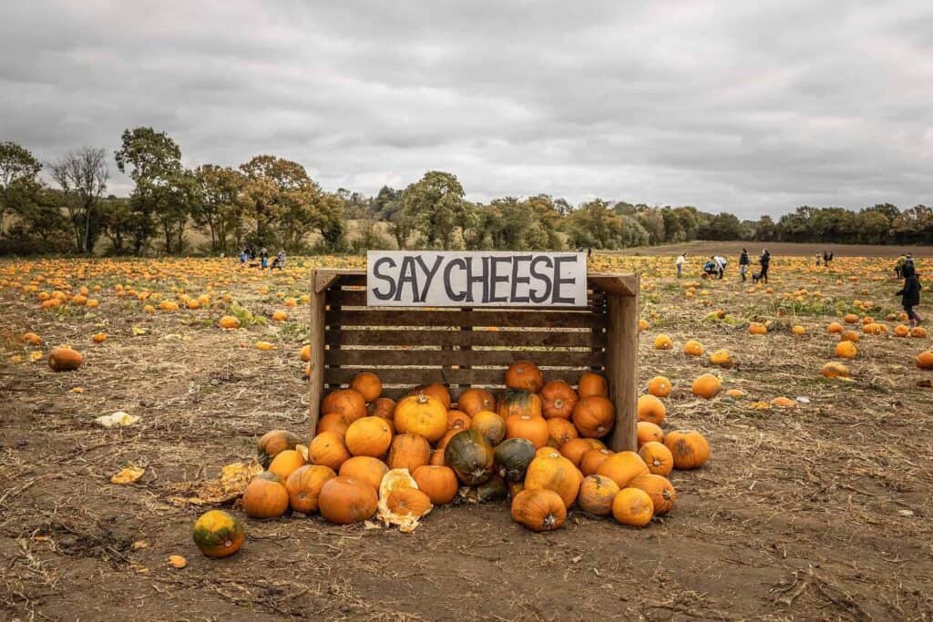 A wooden crate filled with pumpkins displays a "Say Cheese" sign in the foreground of a pumpkin field, with scattered pumpkins and people in the background under a cloudy sky.