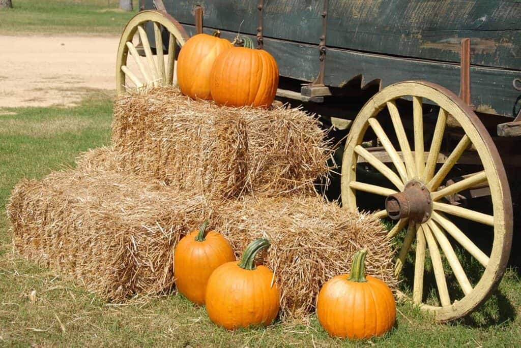 A display of pumpkins on and around hay bales is set against the backdrop of a wooden wagon with large yellow wheels.